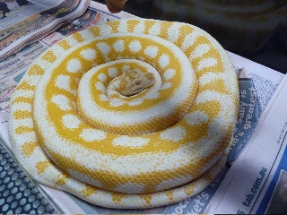 Albino 1